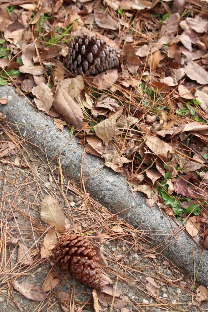 テーダマツ 植物図鑑 大阪市立長居植物園