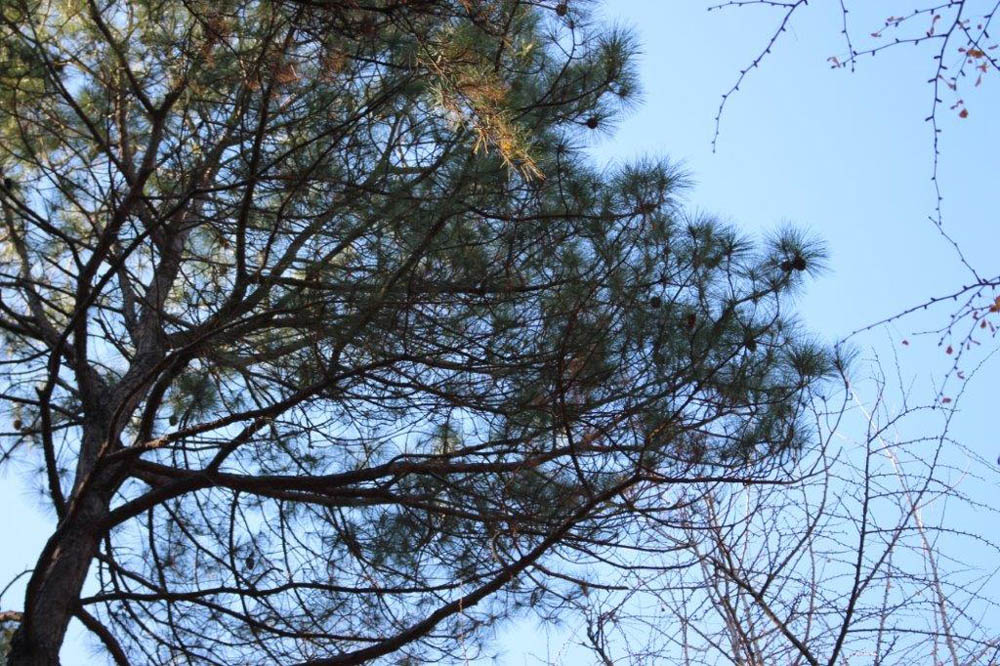テーダマツ 植物図鑑 大阪市立長居植物園
