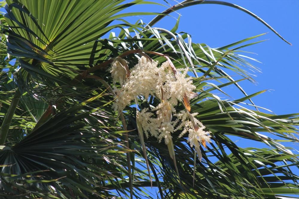 ワシントンヤシ | 植物図鑑 | 大阪市立長居植物園