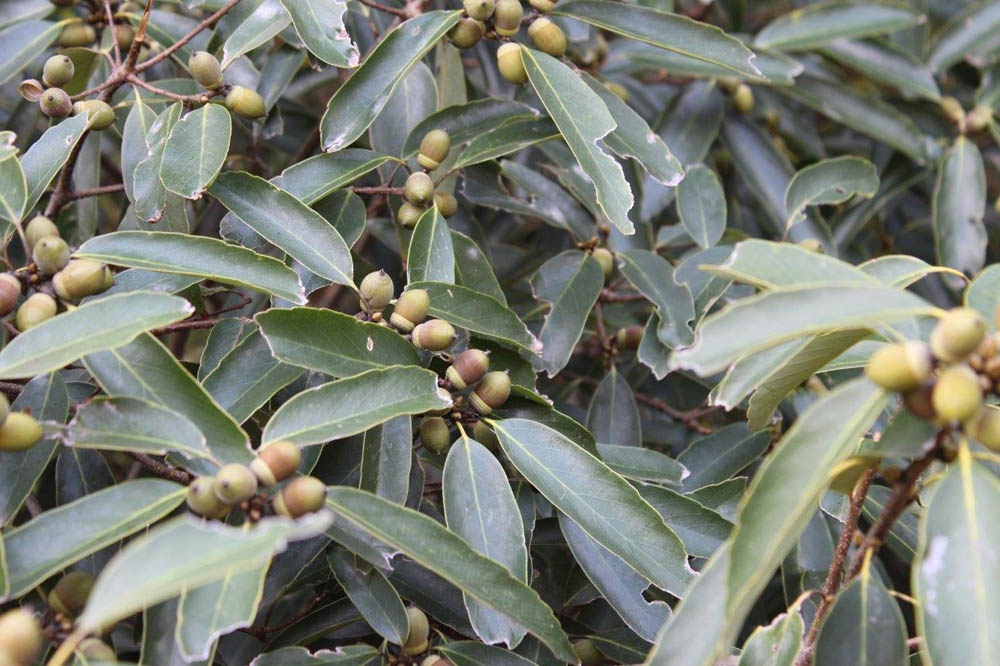 アラカシ | 植物図鑑 | 大阪市立長居植物園