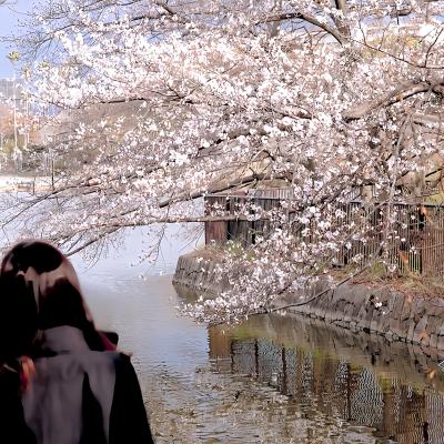 桜