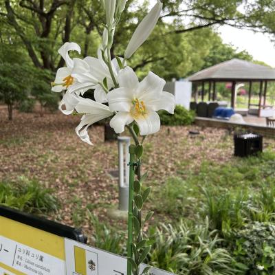 EXPOバチカンのマドンナリリー