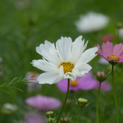 コスモス