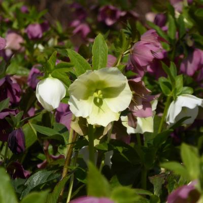 クリスマスローズ