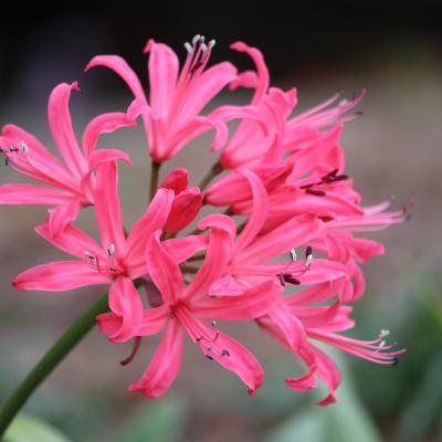 ダイヤモンドリリー