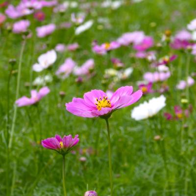 コスモス
