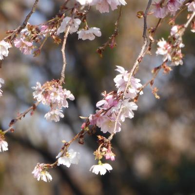 10月桜