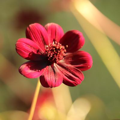 チョコレートコスモス