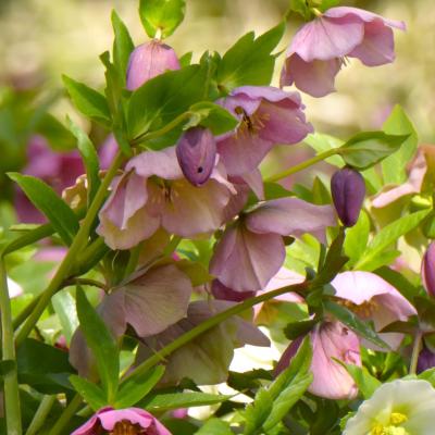 クリスマスローズ