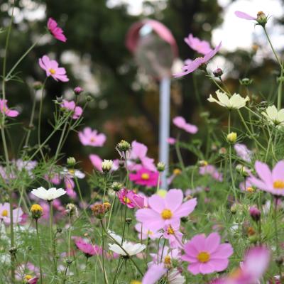 コスモス