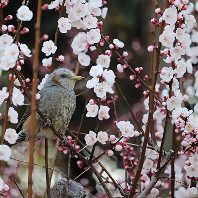 アンズとヒヨドリ