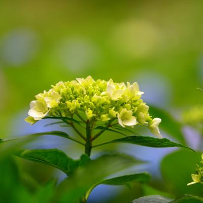 紫陽花