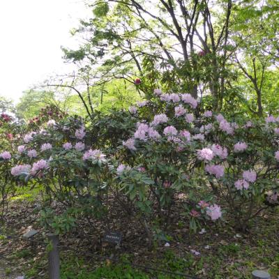 石楠花