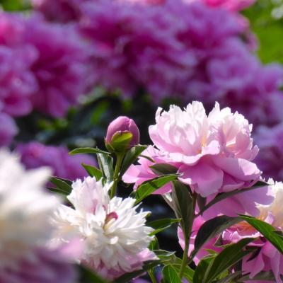 芍薬