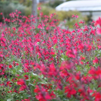 チェリーセージ