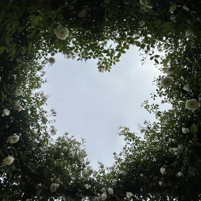 ハートの白い薔薇