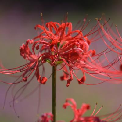 彼岸花
