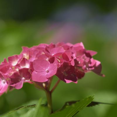 紫陽花