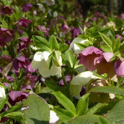 クリスマスローズ