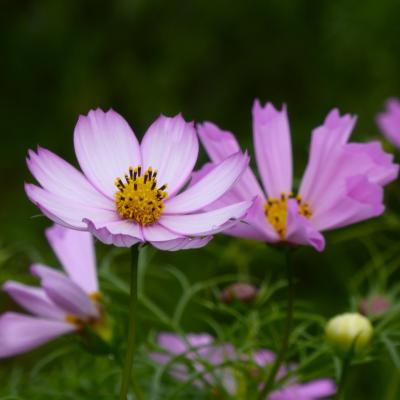 コスモス