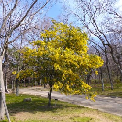 ギンヨウアカシア