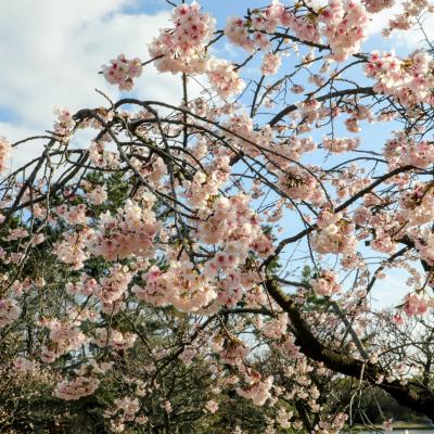 オオカンザクラ