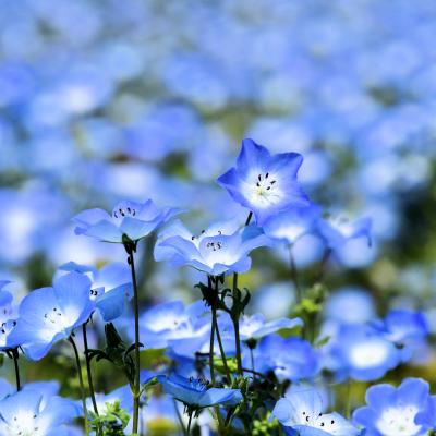 ネモフィラ