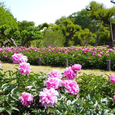 芍薬