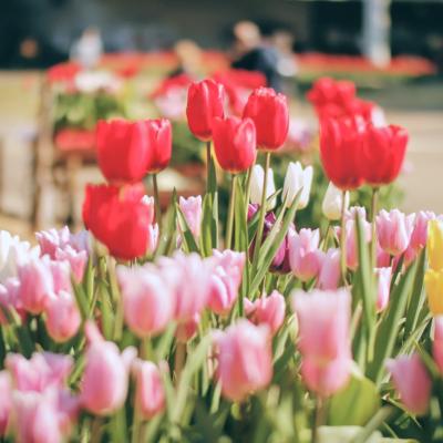 アイスチューリップ