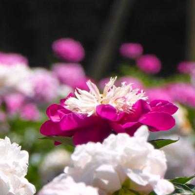 芍薬
