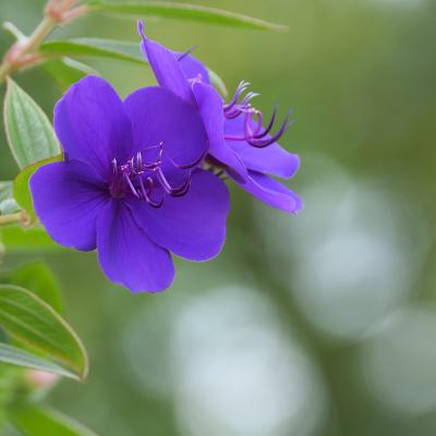 シコンノボタン