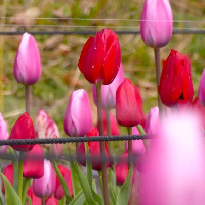チューリップ