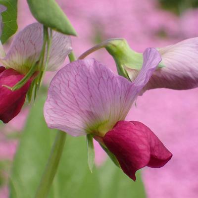 満開のピンクのシバザクラをバックにエンドウ豆の花