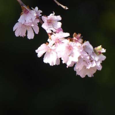 10月桜