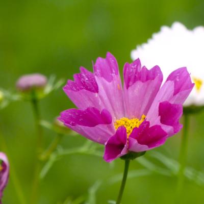コスモス