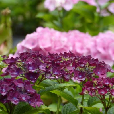 紫陽花