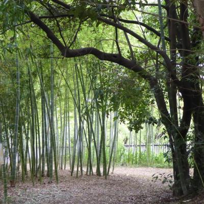 竹林