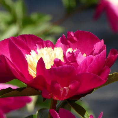 芍薬