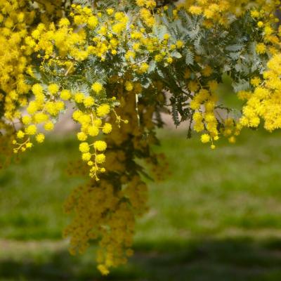 ギンヨウアカシア