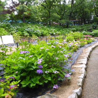紫陽花