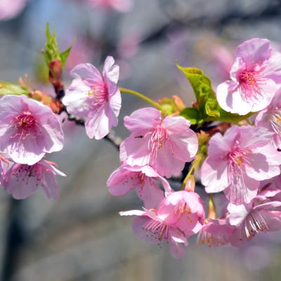 ジュウガツザクラ