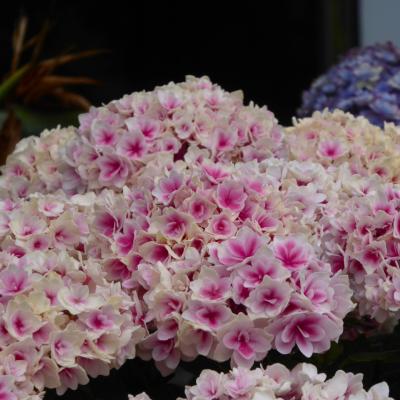 紫陽花
