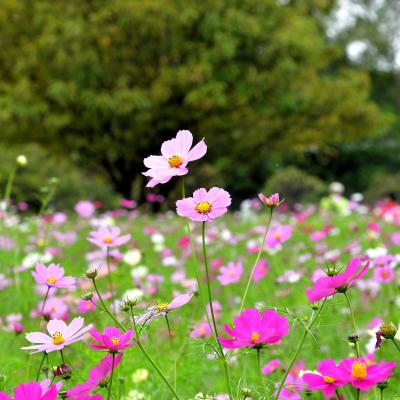 コスモス