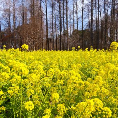 菜の花