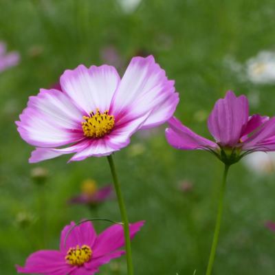 コスモス