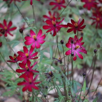 チョコレートコスモス