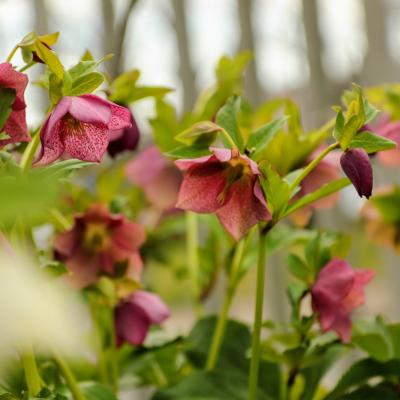 クリスマスローズ