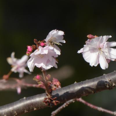 10月桜