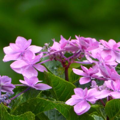 紫陽花