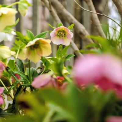 クリスマスローズ